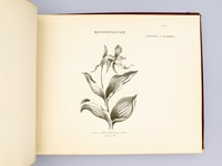 Album de Botanique. Herbier.